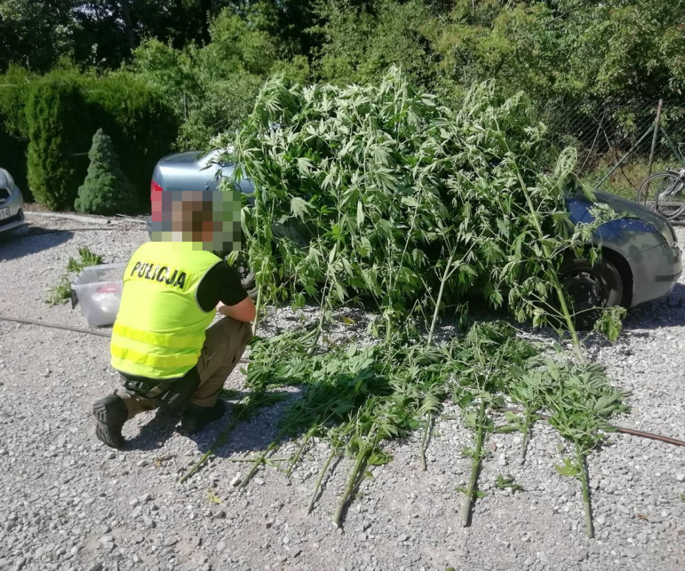 Pies wywęszył ogromną plantację marihuany pod Zduńską Wolą 