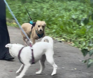 Bestialsko znęcała się nad psami. Po kopnięciu, zwierze wydał głośny pisk
