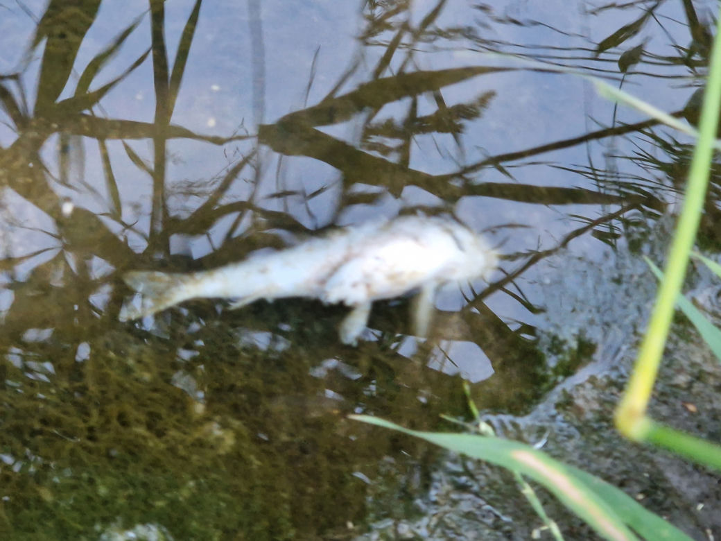 Zatruta rzeka Wilga w Krakowie