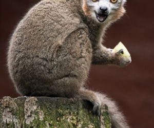 Zoo Wrocław: Lemur koroniasty