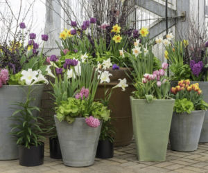 Tulipany w doniczkach