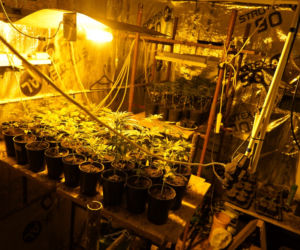 Nietypowe odkrycie policjantów z Bydgoszczy. Znaleźli plantację marihuany ukrytą za szafami! [ZDJĘCIA]