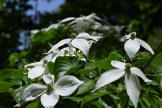 Dlaczego dereń kousa nie kwitnie? Zapytaliśmy eksperta