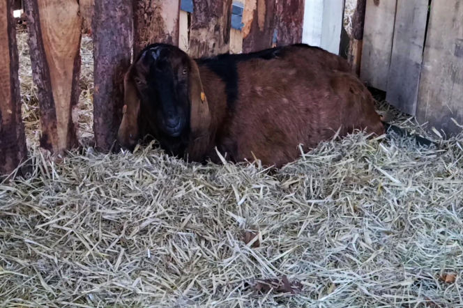 Żywa szopka w Żydowcach