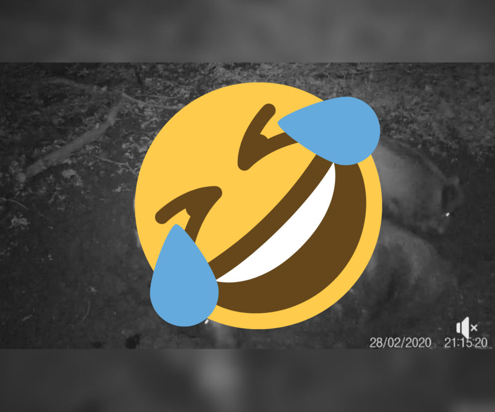 Dziki w fotopułapce