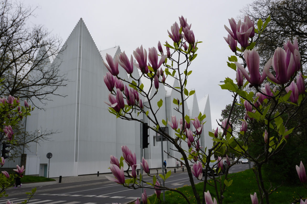 Szlak magnolii Szczecin