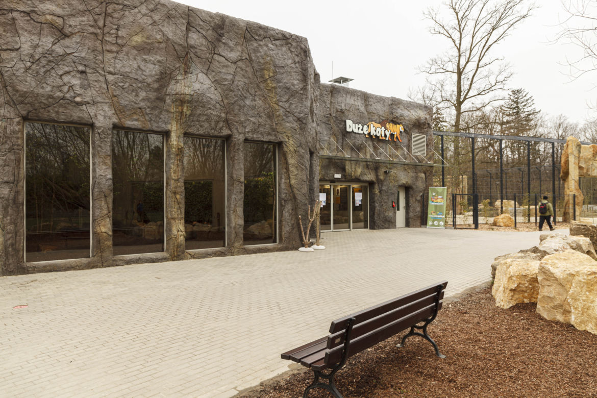 Zoo Opole. Lwy na wybiegu po 24 latach! Wielkie koty wróciły [ZDJĘCIA]