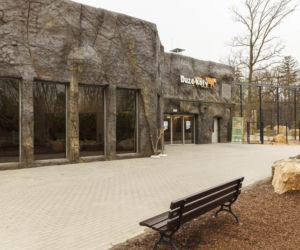 Zoo Opole. Lwy na wybiegu po 24 latach! Wielkie koty wróciły [ZDJĘCIA]