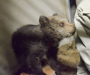 Miśka zostanie gwiazdą zoo