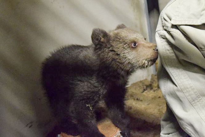 Miśka zostanie gwiazdą zoo
