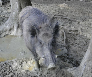 Trwają poszukiwania martwych dzików. Wyznaczono strefę zakażenia