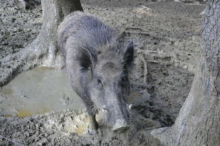 ASF w Łódzkiem. Trwają poszukiwania martwych dzików pod Piotrkowem. Wiadomo, ile potrwają działania