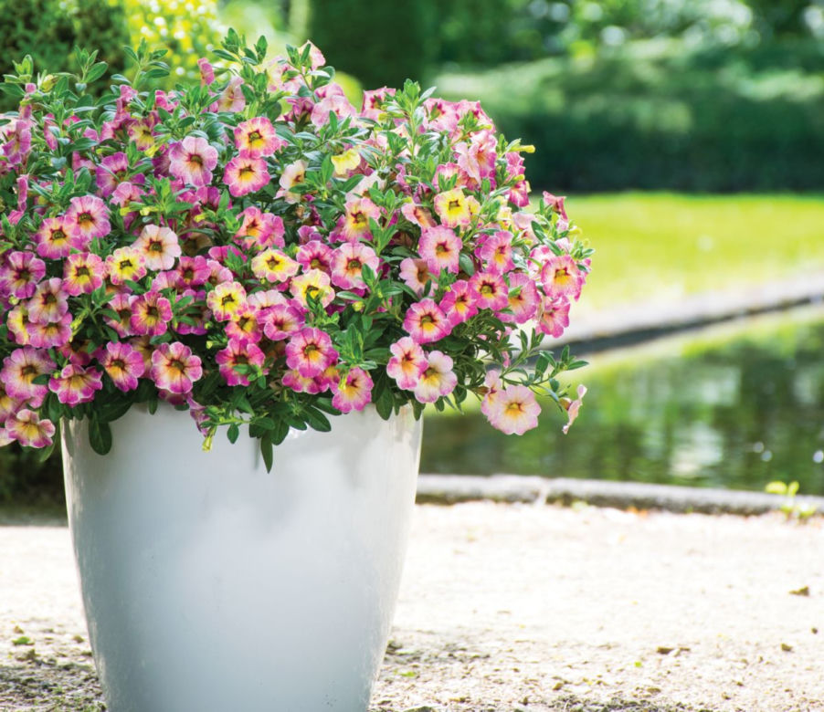 Calibrachoa Chameleon Cherry Banana