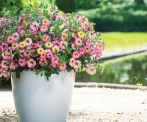Calibrachoa Chameleon Cherry Banana