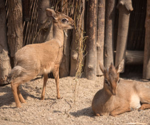 Dik dik
