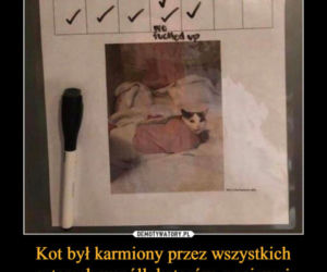Dzień Kota 2021. Rasowe, dachowce, małe i duże. Dziś KOTY mają swoje święto [MEMY]