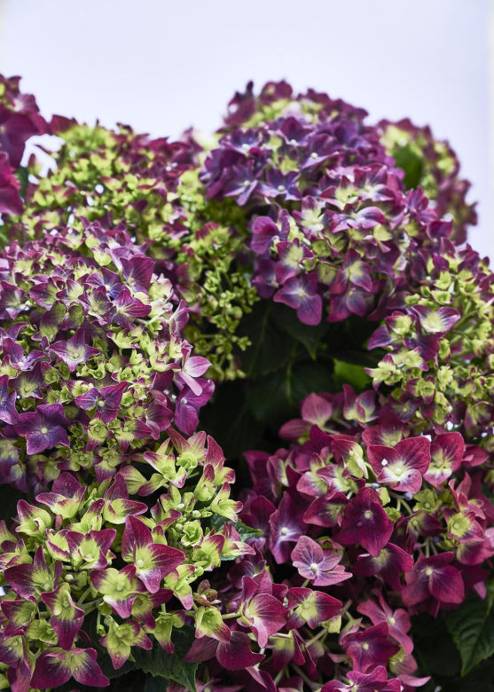 Hortensja ogrodowa (Hydrangea macrophylla) 