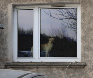 Zaniedbane psy w powiecie myszkowskim