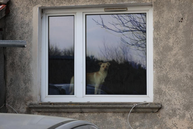 Zaniedbane psy w powiecie myszkowskim