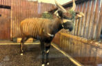 Bongo Matayo nowym lokatorem ZOO w Warszawie