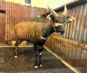 Bongo Matayo nowym lokatorem ZOO w Warszawie