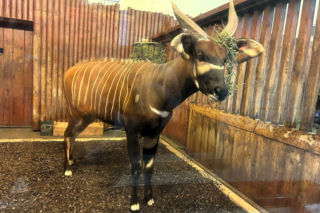 Bongo Matayo nowym lokatorem ZOO w Warszawie