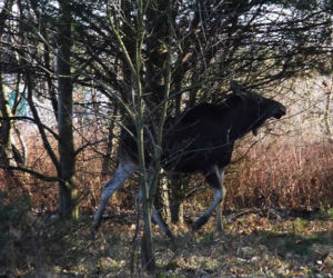Co tam się stało? Łosie w mieście rozgościły się na dobre!