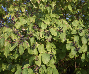 Dereń świdwa