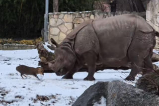 Testosteron kontra cierpliwość. Zwierzęcy hit z Wrocławia