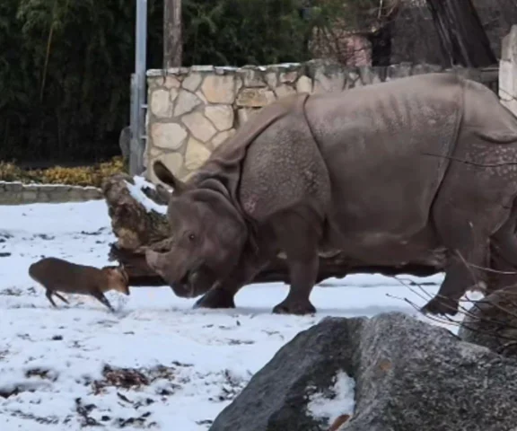 13 kilogramów odwagi kontra 1,7 tony spokoju. Nagranie z wrocławskiego zoo stało się hitem