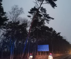 Drzewa na samochodach, zerwane dachy, brak prądu. Skutki wichury w Toruniu i okolicach