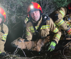 Nietypowa akcja ratunkowa w Smerdynie. Owca utknęła wysoko na skale