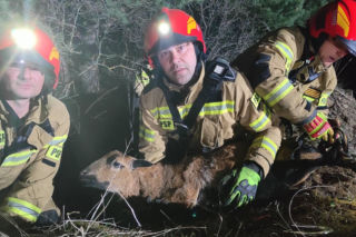 Chciała pohasać jak kozica. Owca utknęła na skale, ratowali ją strażacy