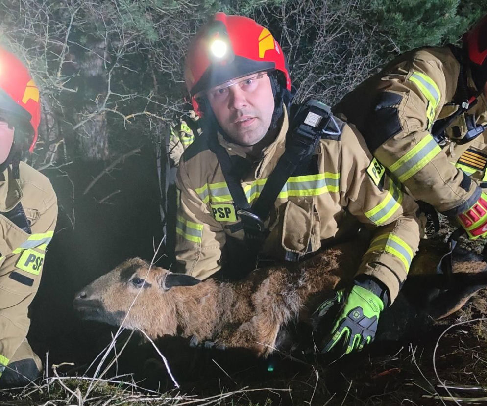 Kameruńska owca utknęła na skalnej półce w Smerdynie. Do akcji ruszyli strażacy
