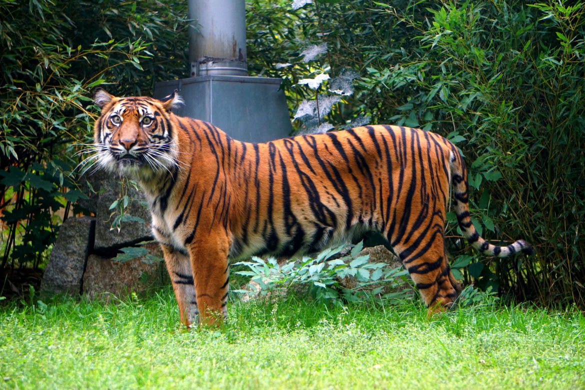 Wrocławskie zoo pomaga tygrysom