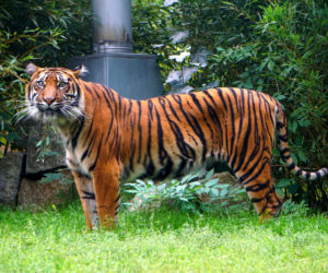 Wrocławskie zoo pomaga tygrysom