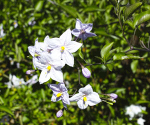 Psianka jaśminowa