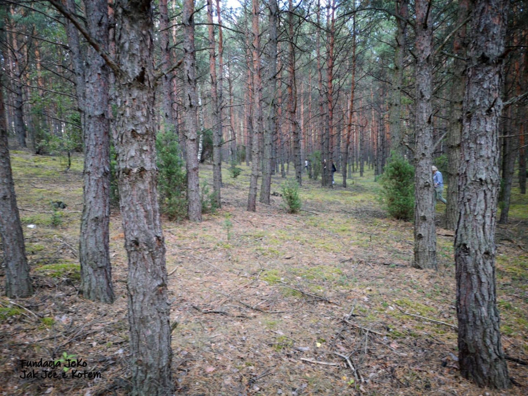 Szczęśliwy finał poszukiwań zaginionego kota na DK 10