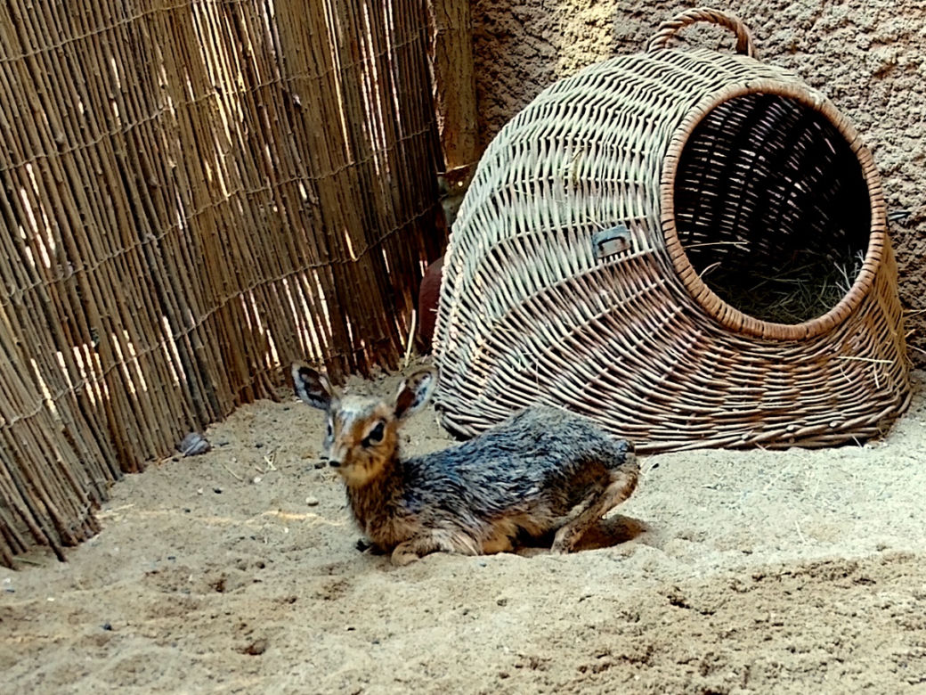 We wrocławskim zoo urodził się mały dikdik