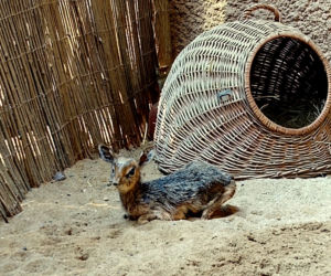 We wrocławskim zoo urodził się mały dikdik