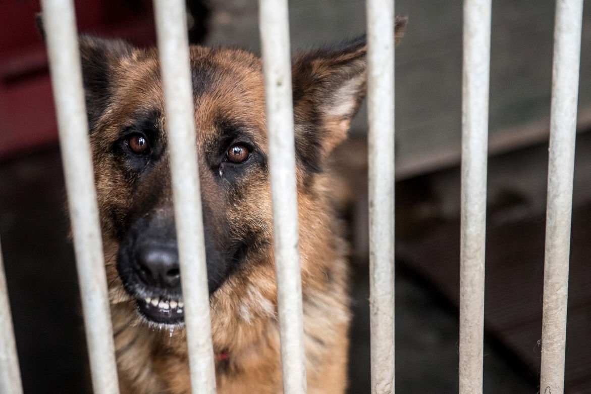 Mieszkańcy Krakowa chętnie adoptują psy w czasie koronawirusa