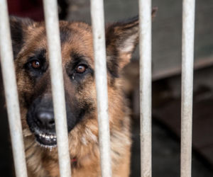 Mieszkańcy Krakowa chętnie adoptują psy w czasie koronawirusa