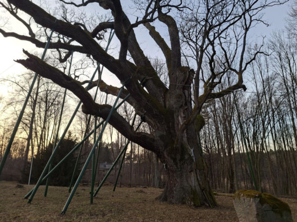 Dąb Bartek. Zagnańsk