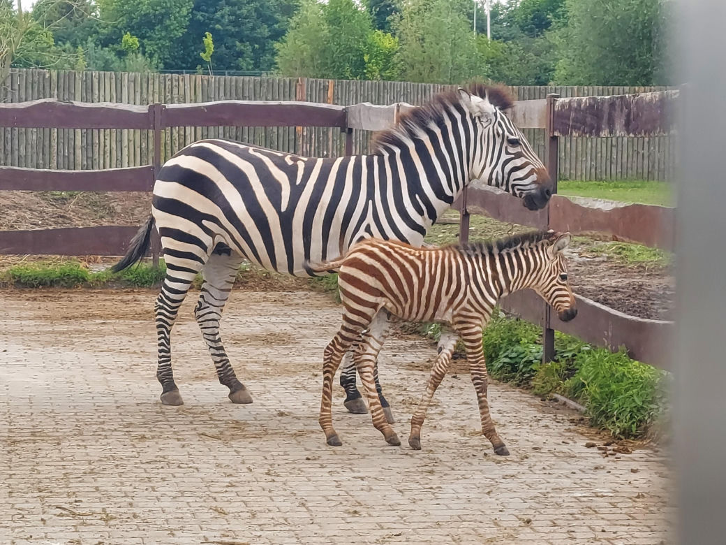 Mała zebra w zamojskim ZOO