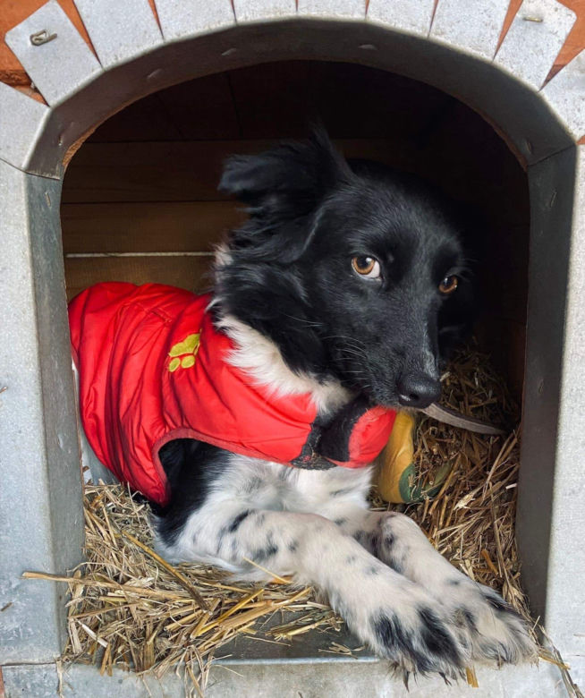 Suczka padła ofiarą zoofila?! Zwierzę ma nowy dom, ale ciągle się boi