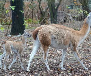 We wrocławskim zoo urodziło się gwanako