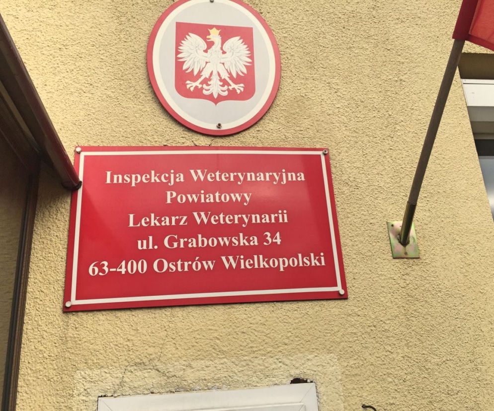 Koniec ptasiej grypy?
