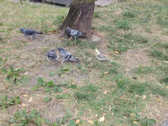 Osiedle w Katowicach ściga papużkę, ale ta się nie daje!