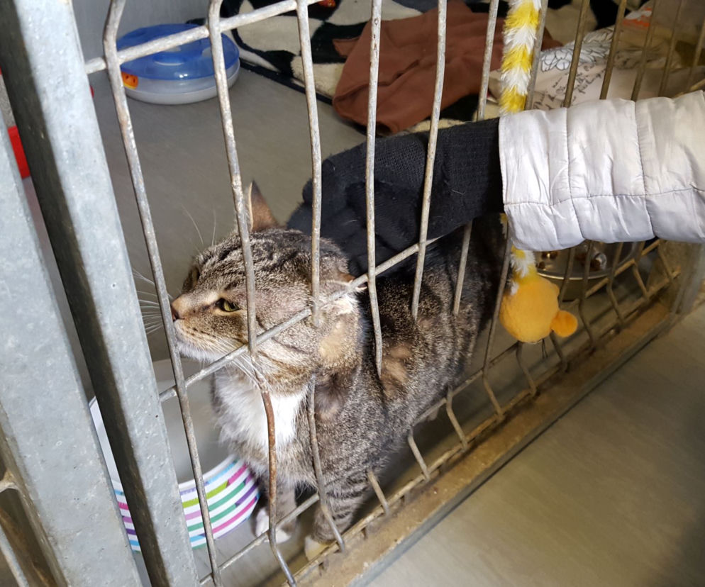 RODO da się lubić. Kot o takim imieniu czeka w schronisku na adopcję