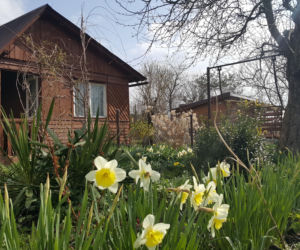 Za to możesz stracić działkę ROD. Za nic, czyli np. za... użyczenie cioci